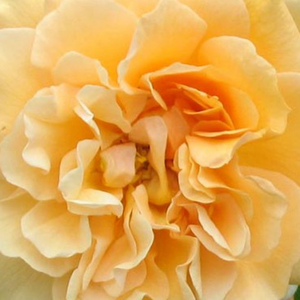 Онлайн магазин за рози - Жълт - парк – храст роза - интензивен аромат - Pоза Бъфи бюти - Бентал - Червено цъвтяща роза със силен аромат.